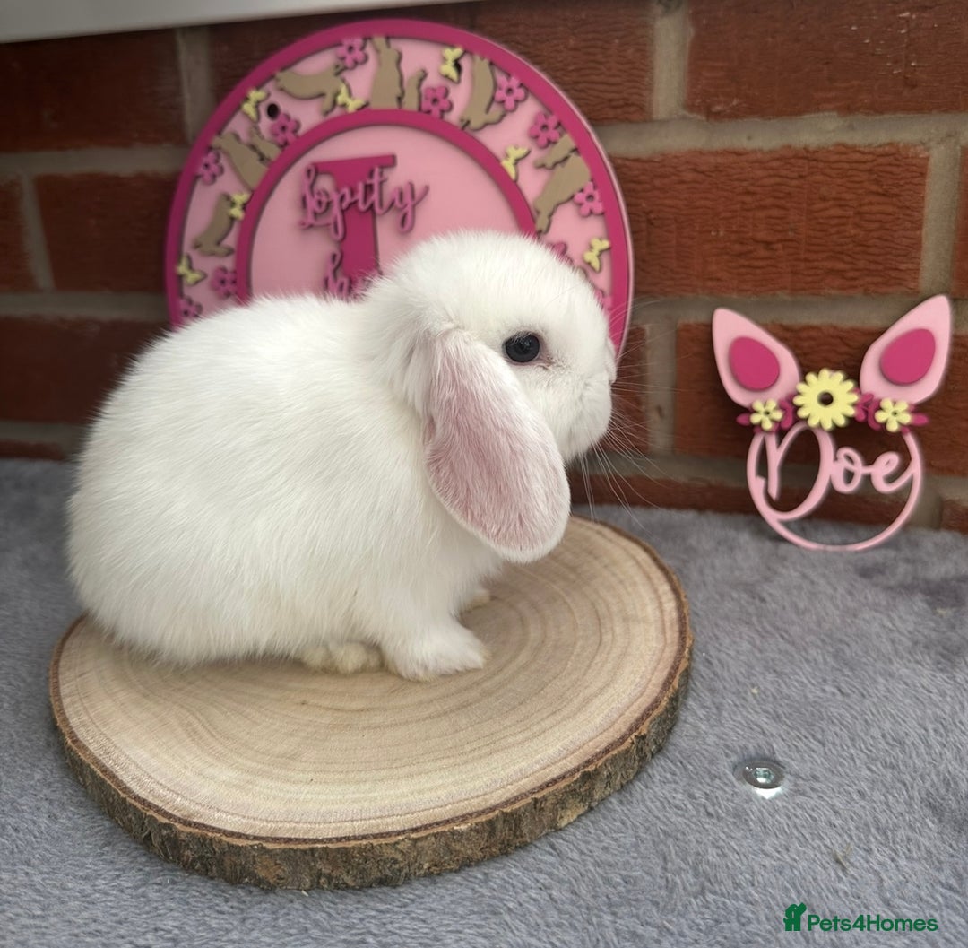 Mini Lop rabbits for sale: Pure Bred Minilops - Image 13