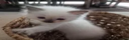 Ragdoll cats for sale: 🐾Beautiful Ragdoll Kittens – Championship Lines🐾 - Advert 4