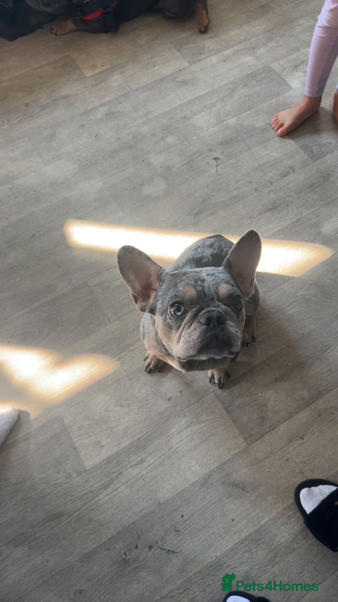 French Bulldog dogs for sale: Two, 10 Week Fluffy French Bulldogs  - Advert 14