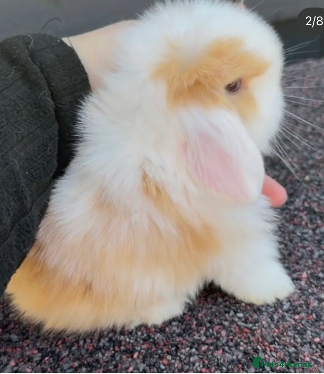 Mini Lop rabbits for sale: mini lop baby boy - Advert 2