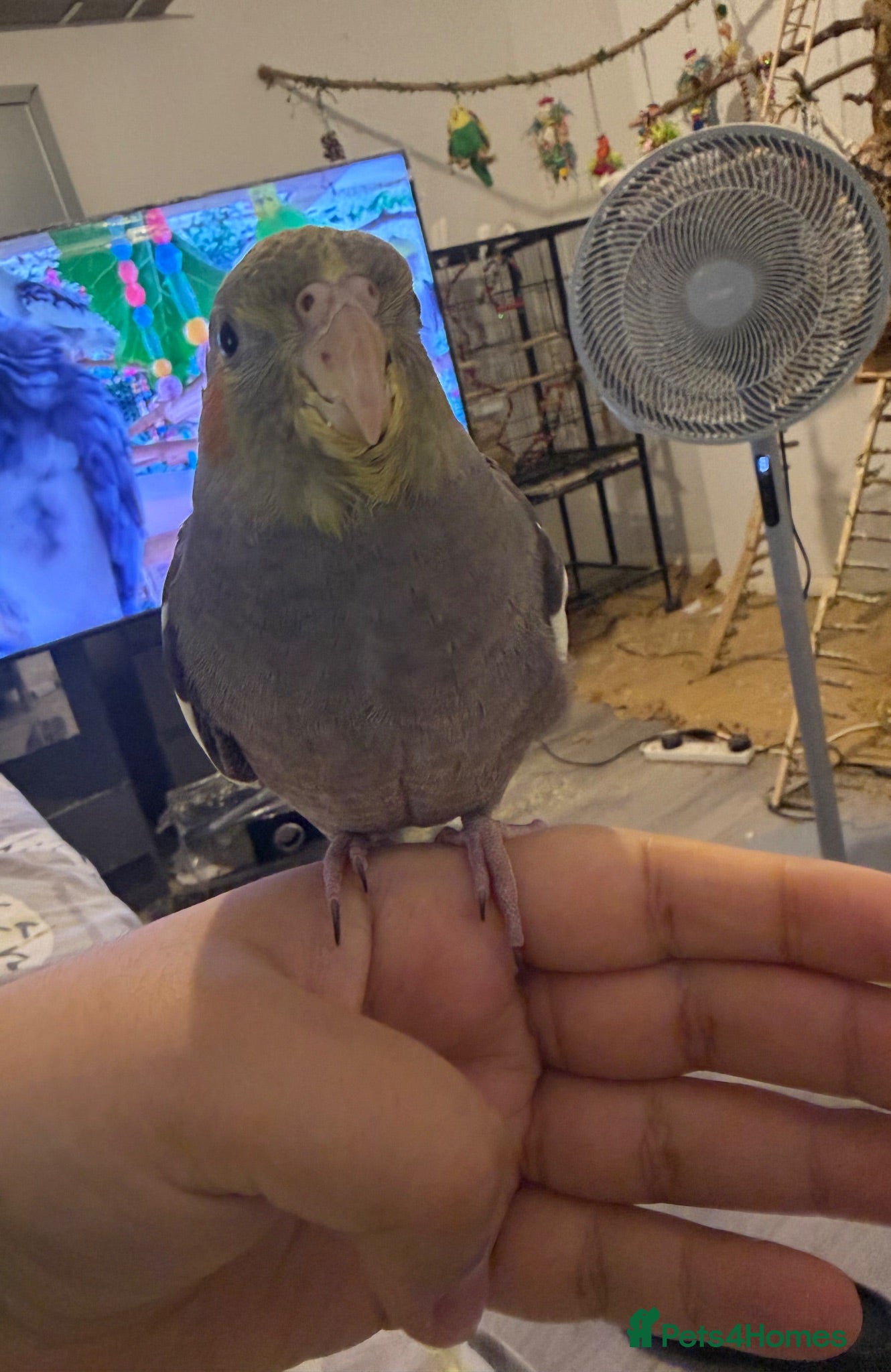 Cockatiels birds Peeku beautiful grey hand tamed cockatiel baby  - Advert 16