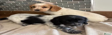 Cocker Spaniel Puppy 9