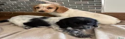 Cocker Spaniel dogs for sale: Gorgeous Cocker Spaniels.  - Advert 10