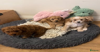 Cockapoo dogs - Advert 5