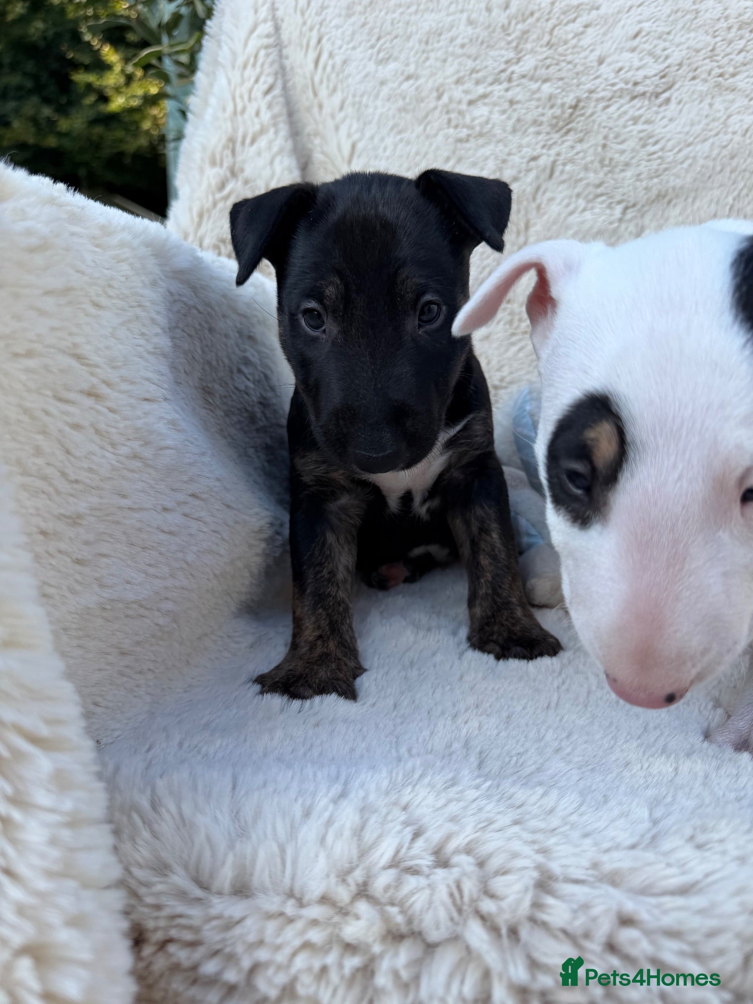 English Bull Terrier dogs Champion Bloodline English Bull Terrier Puppies - Advert 2