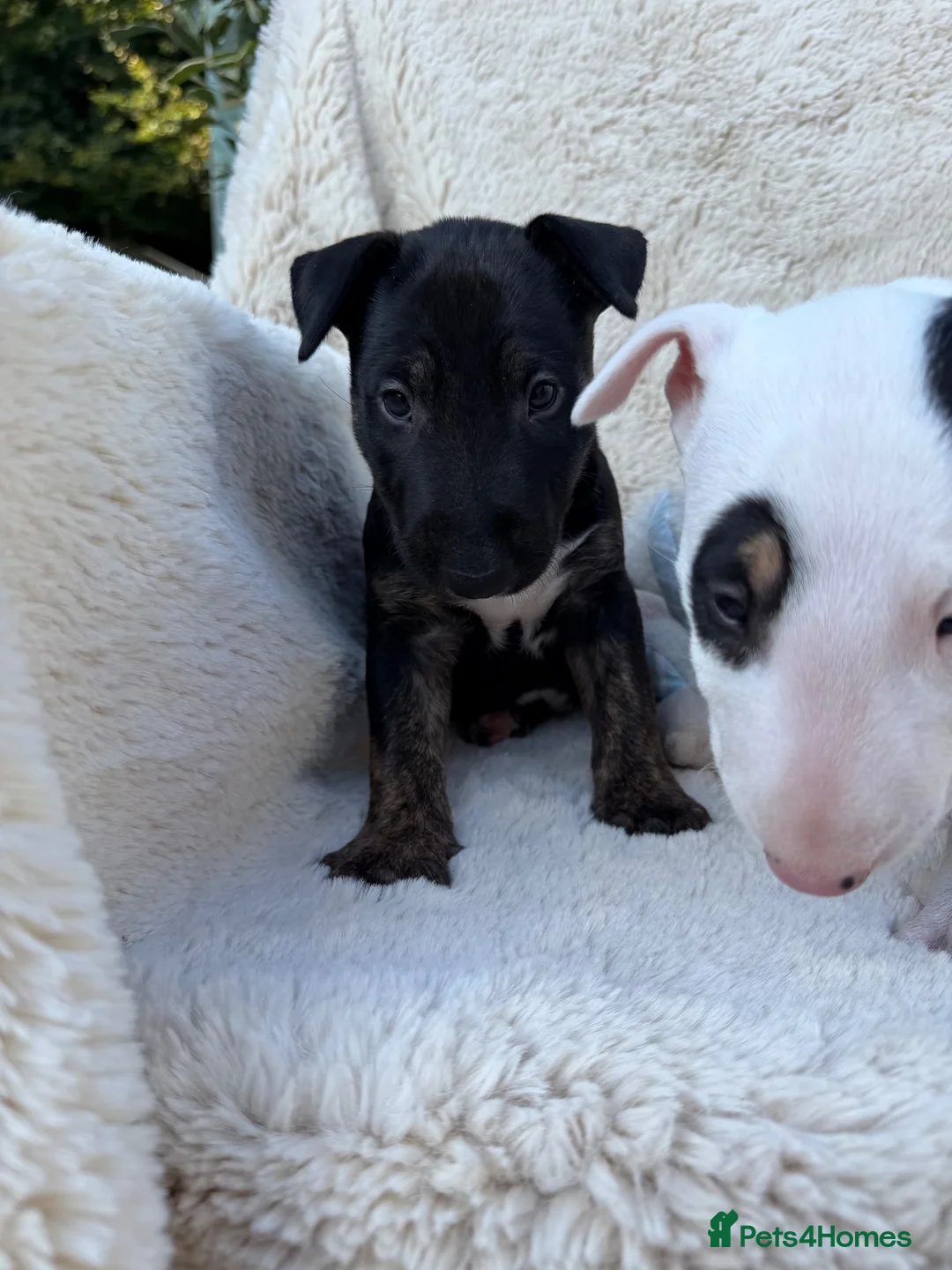 English Bull Terrier dogs for sale: Champion Bloodline English Bull Terrier Puppies - Advert 2