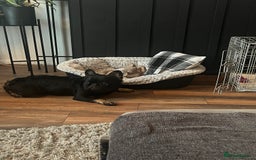 French Bulldog dogs for stud: Fluffy frenchie - Image 6