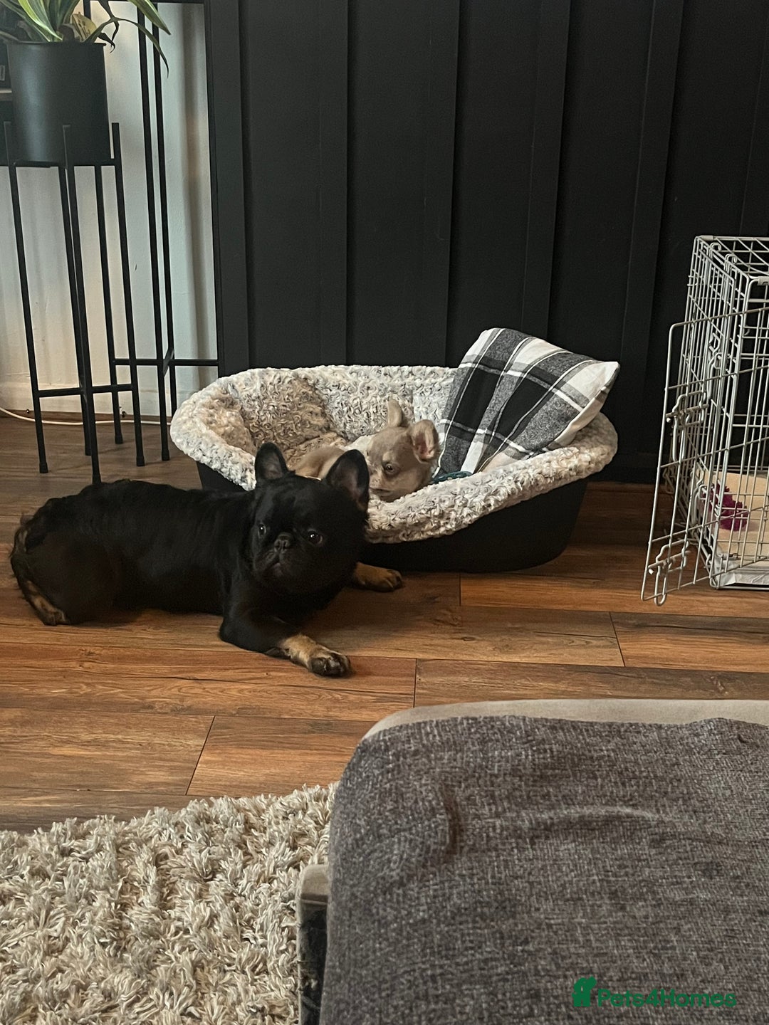 French Bulldog dogs for stud: Fluffy frenchie - Image 6