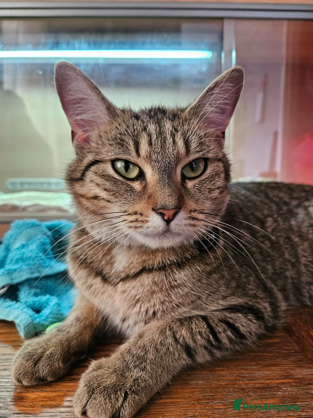 Mixed Breed cats for sale: 3 beautiful gray tabby kittens  in Doncaster - Advert 1