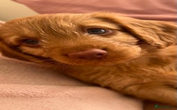 Cockapoo dogs for sale: Rare F1 apricot/ red fox DNA PRCD-PRA clear - Image 17