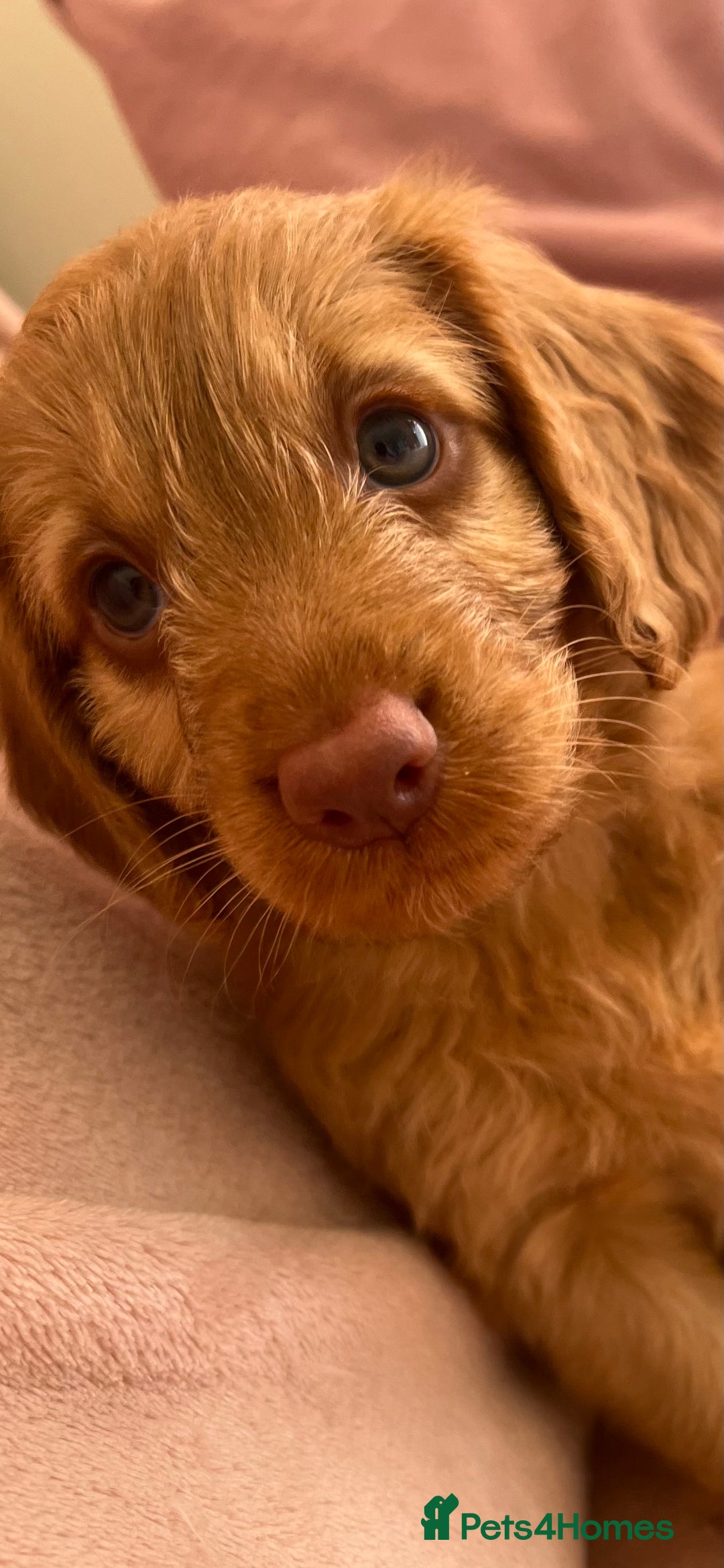 Cockapoo dogs for sale: Rare F1 apricot/ red fox DNA PRCD-PRA clear - Image 17