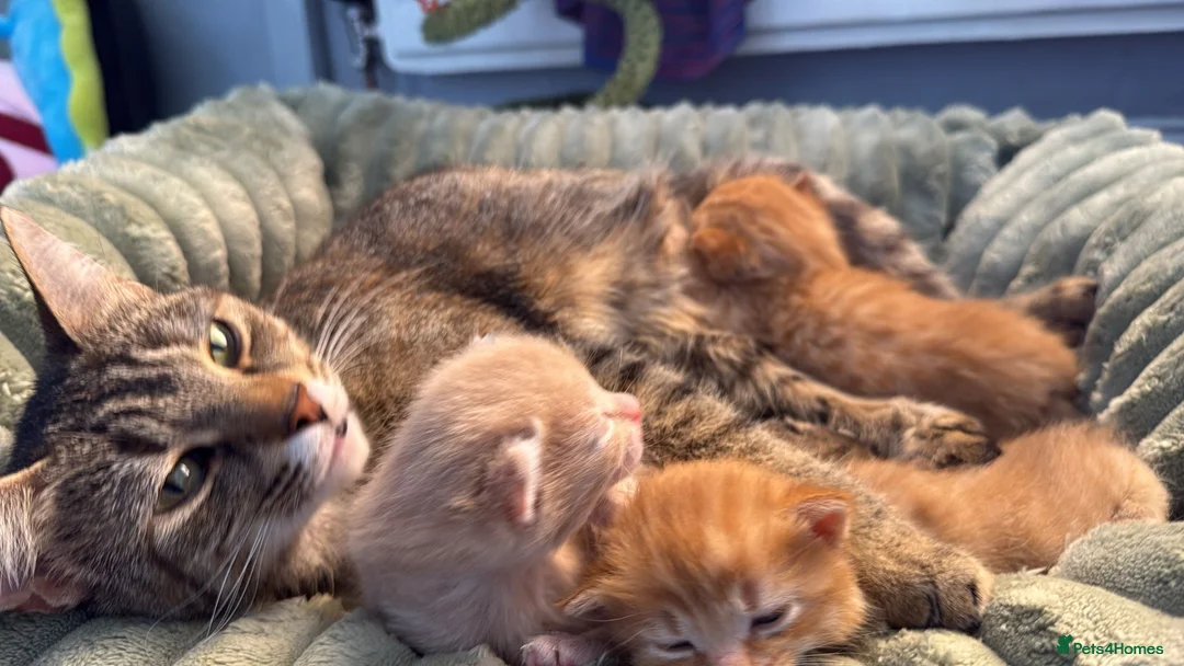 Mixed Breed cats for sale: ginger tabbie females  in Houghton le Spring - Advert 2