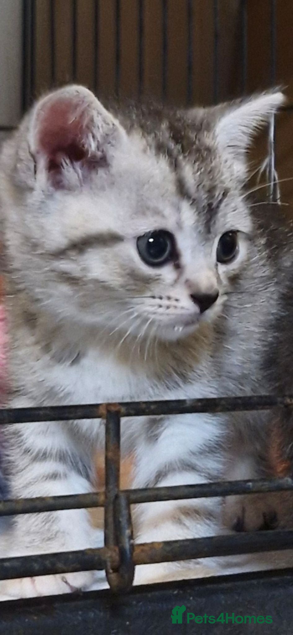 Mixed Breed cats 3 girls left half british short hair - Advert 1