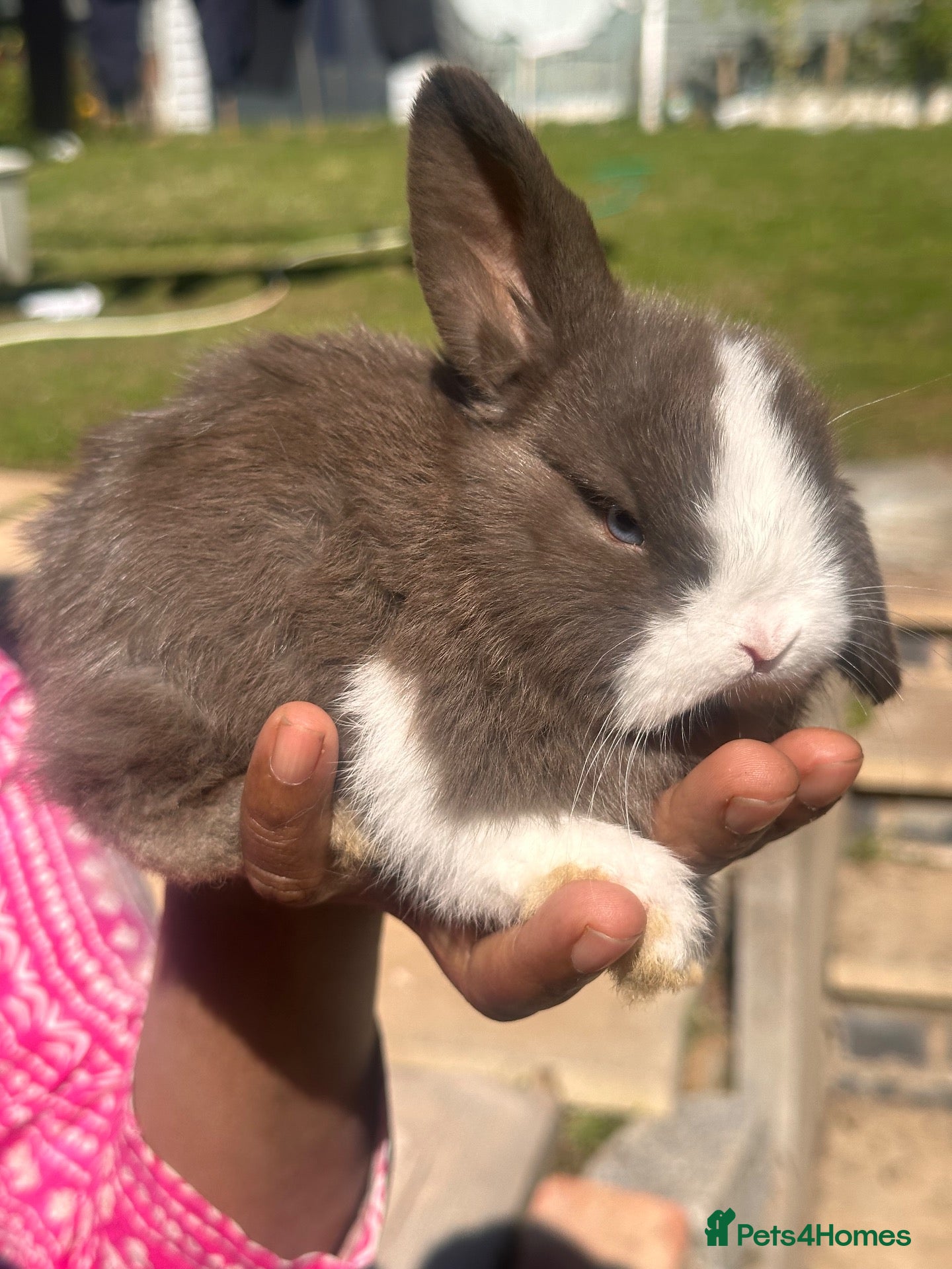 Mixed Breed rabbits Holland Rabbit for sale  - Advert 1