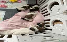 Lhasa Apso dogs for sale: Adorable babies  - Image 4