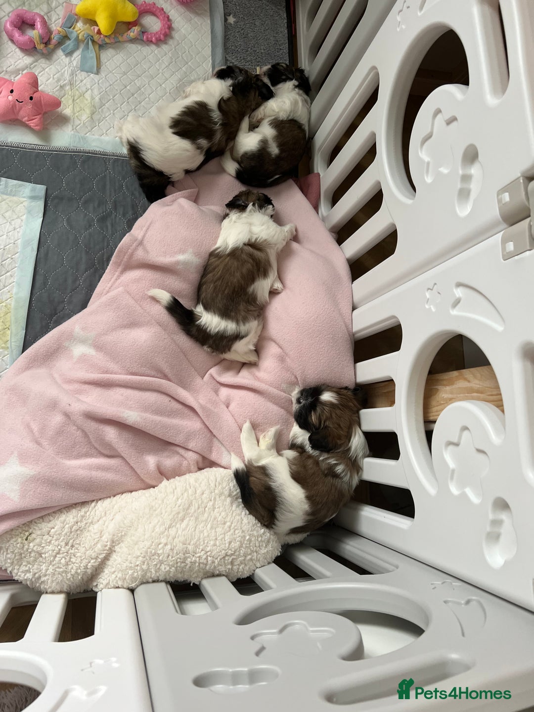 Lhasa Apso dogs for sale: Adorable babies  - Image 4