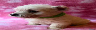 West Highland Terrier 6