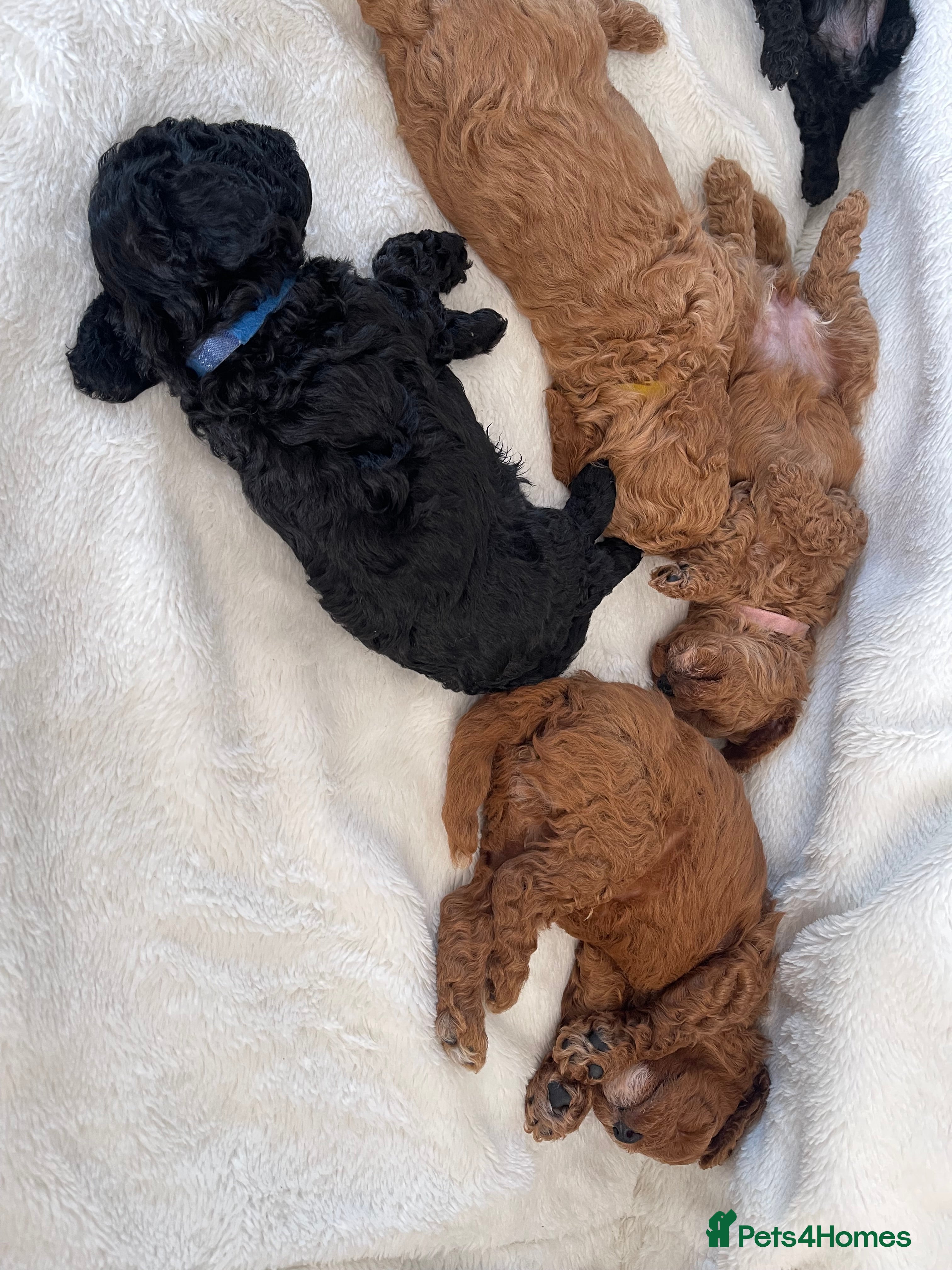 Maltipoo dogs Beautiful F1b Toy Maltipoo Puppies For Sale - Advert 2
