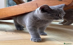 British Shorthair cats for sale: British shorthair male kitten  - Image 3