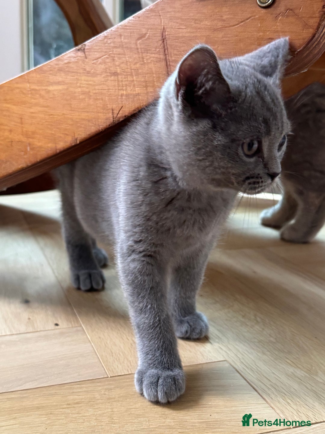British Shorthair cats for sale: British shorthair male kitten  - Image 3