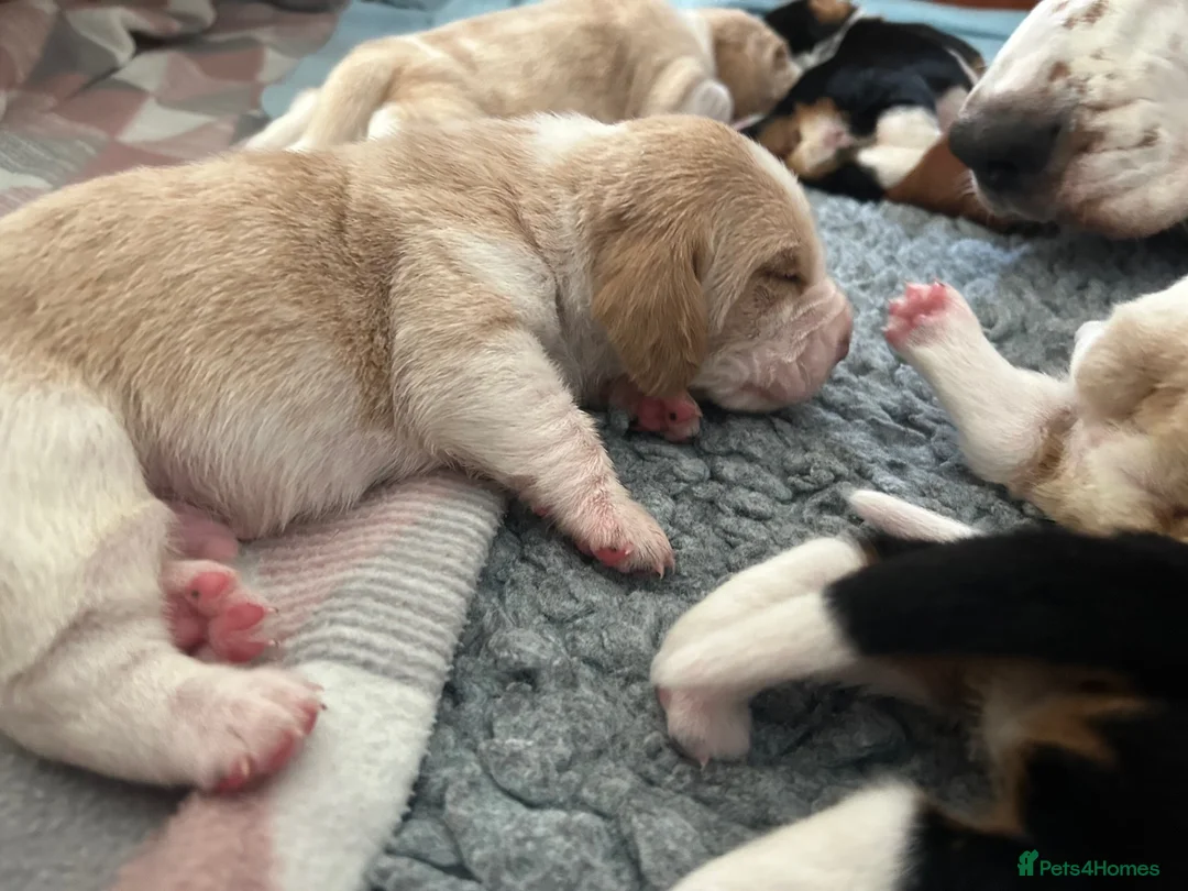 Basset Hound dogs for sale: KC Registered Basset Hound Puppy - Red & White Boy - Advert 10