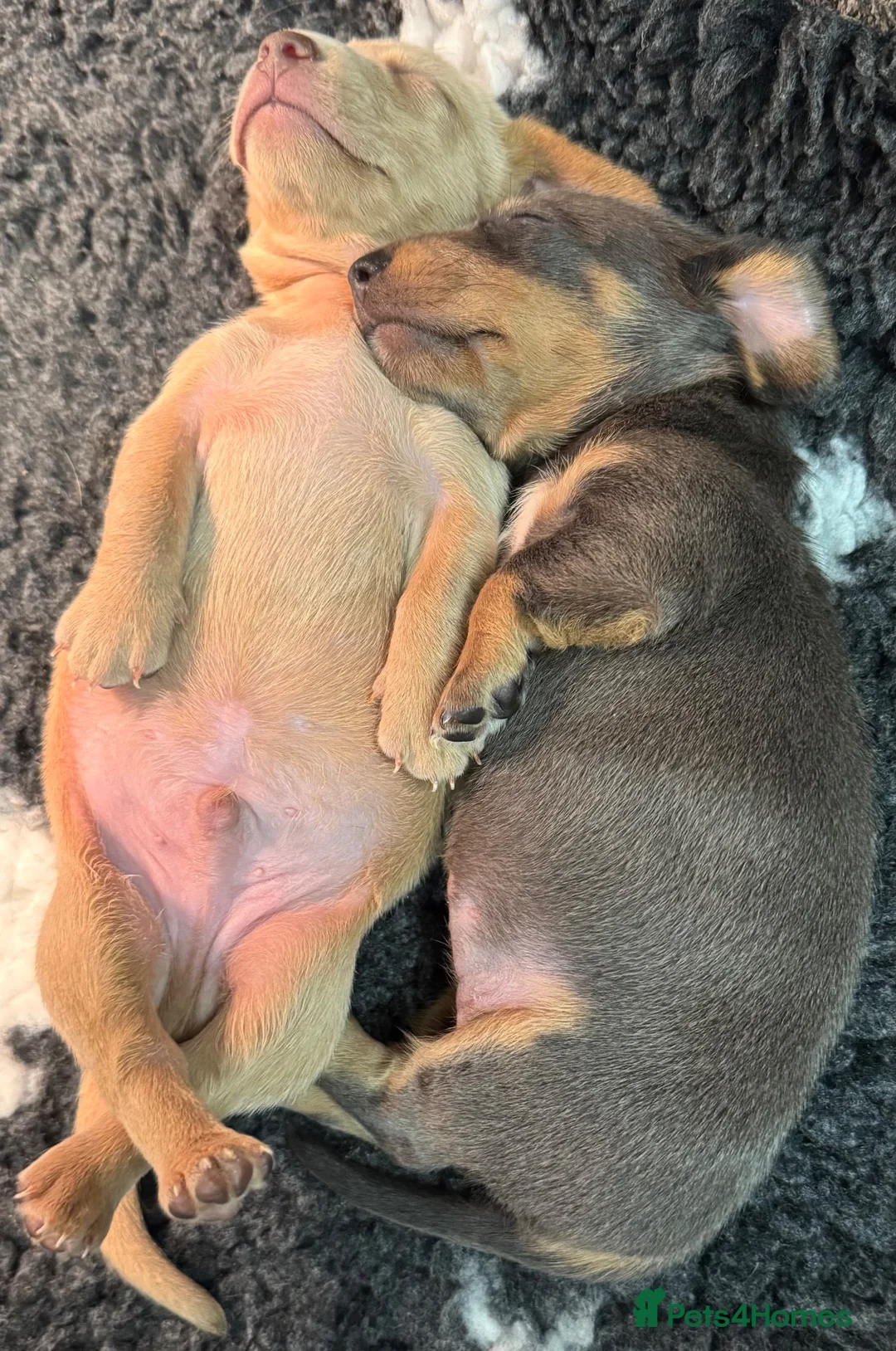 Dachshund dogs for sale: Beautiful dachshund puppies  - Advert 2