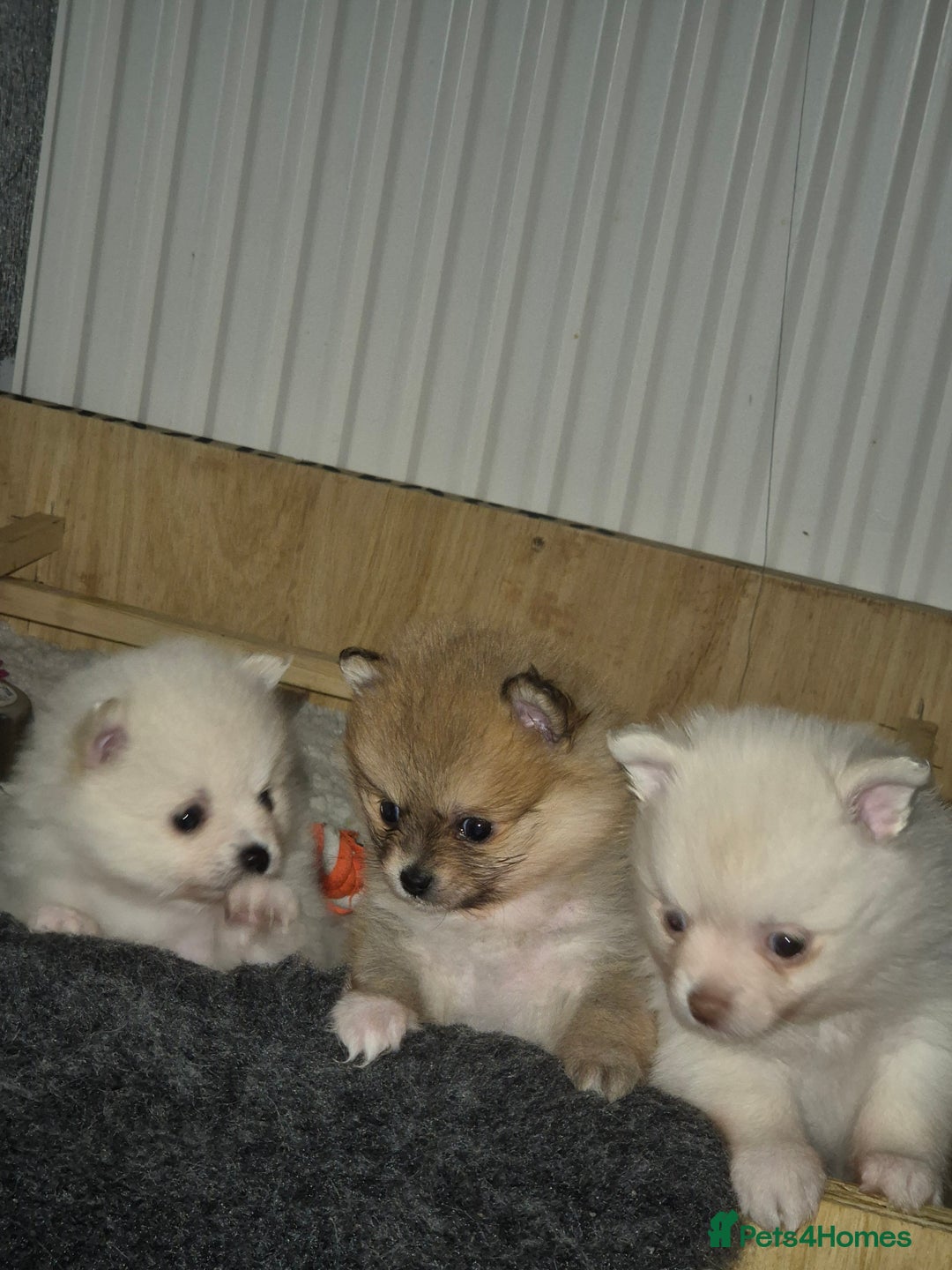 Pomchi dogs for sale: Beautiful pomchi pups - Advert 7