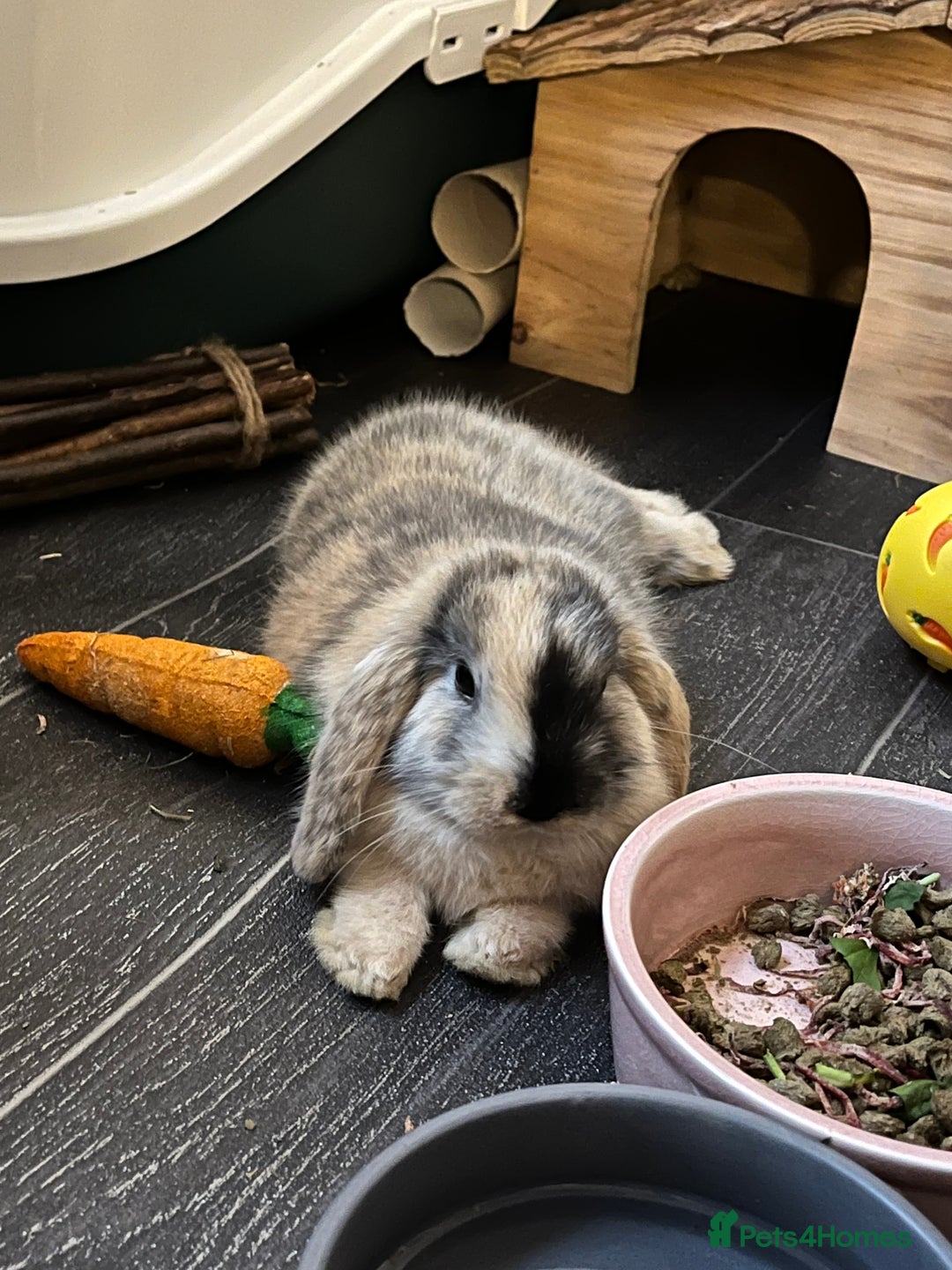 Mini Lop rabbits for sale: Beautiful mini lop girl looking to be rehomed. - Image 2
