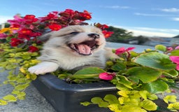 Welsh Corgi Pembroke dogs for sale: Show Quality puppies - Image 26