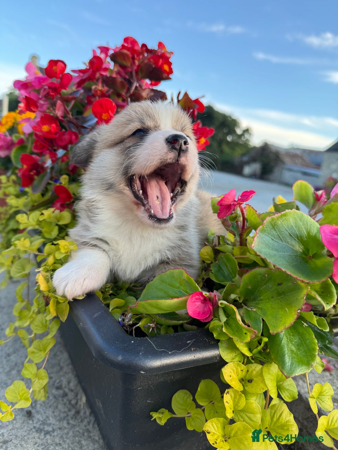Welsh Corgi Pembroke dogs for sale: Show Quality puppies - Image 26
