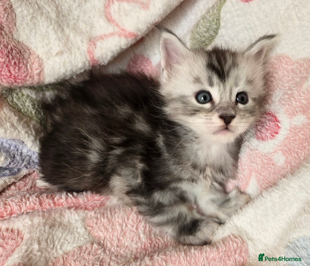 Maine Coon cats for sale: Beautiful playful Maine Coon kittens  - Image 29