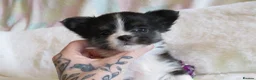 Chihuahua dogs for sale: Beautiful RKC Registered Puppies GIRLS - Advert 1
