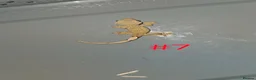 Gecko reptiles for sale: Crested Geckos  - Advert 9