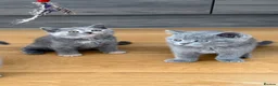 British Shorthair cats for sale: British Shorthair Kittens – Ready Now 🐾 - Advert 9