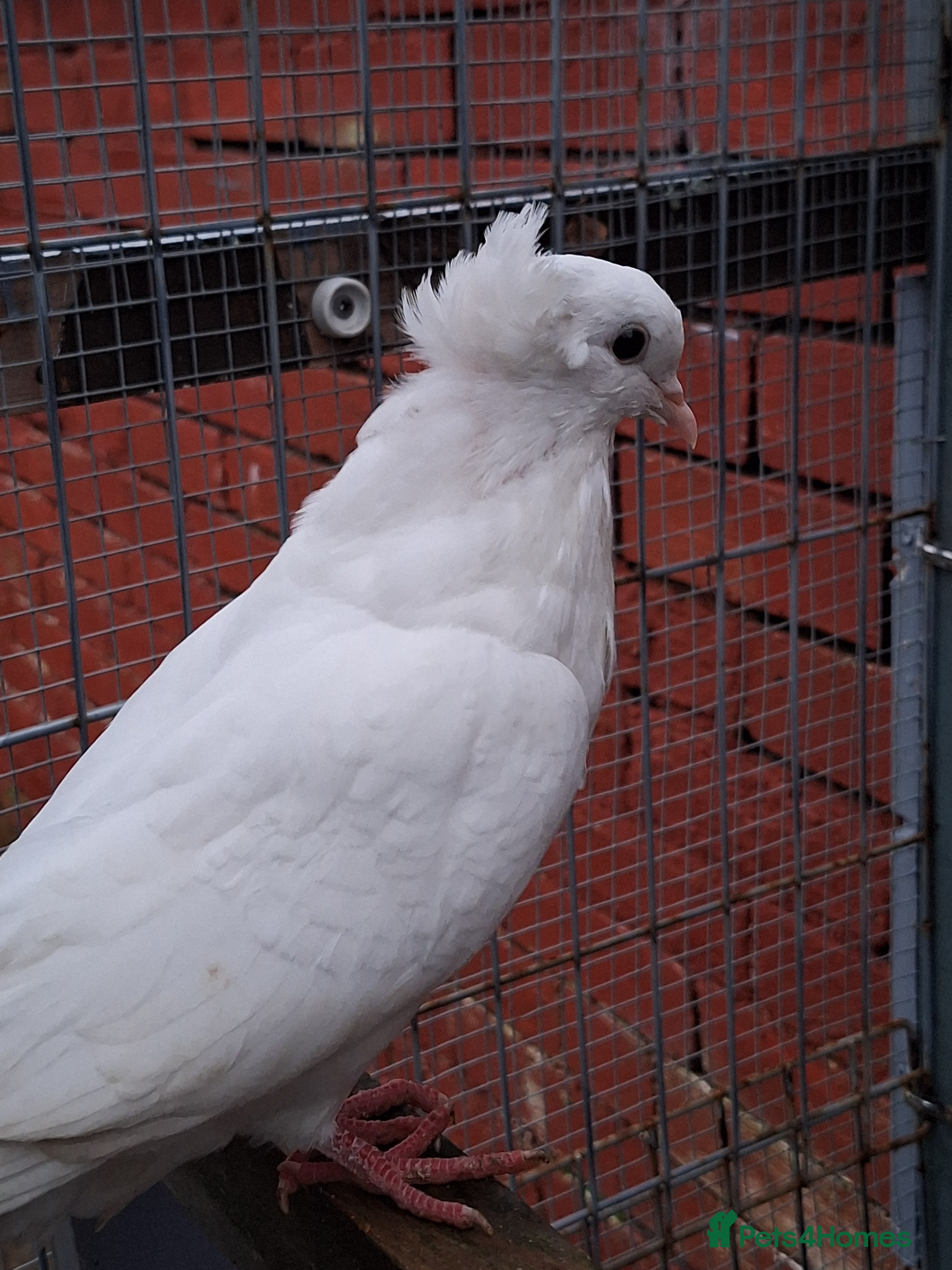 Conures birds Pigeons for sale - Advert 10