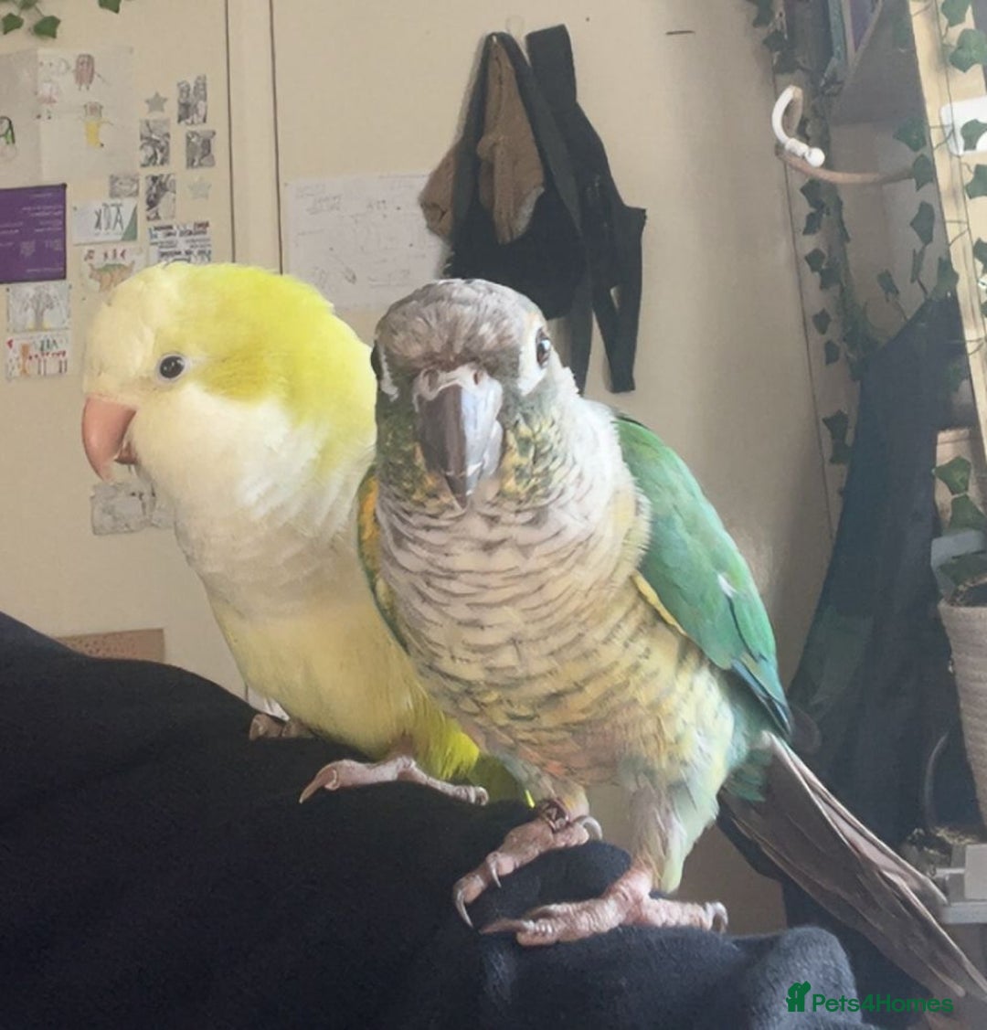Parrots birds for sale: Conure and Quaker parrots - Image 5