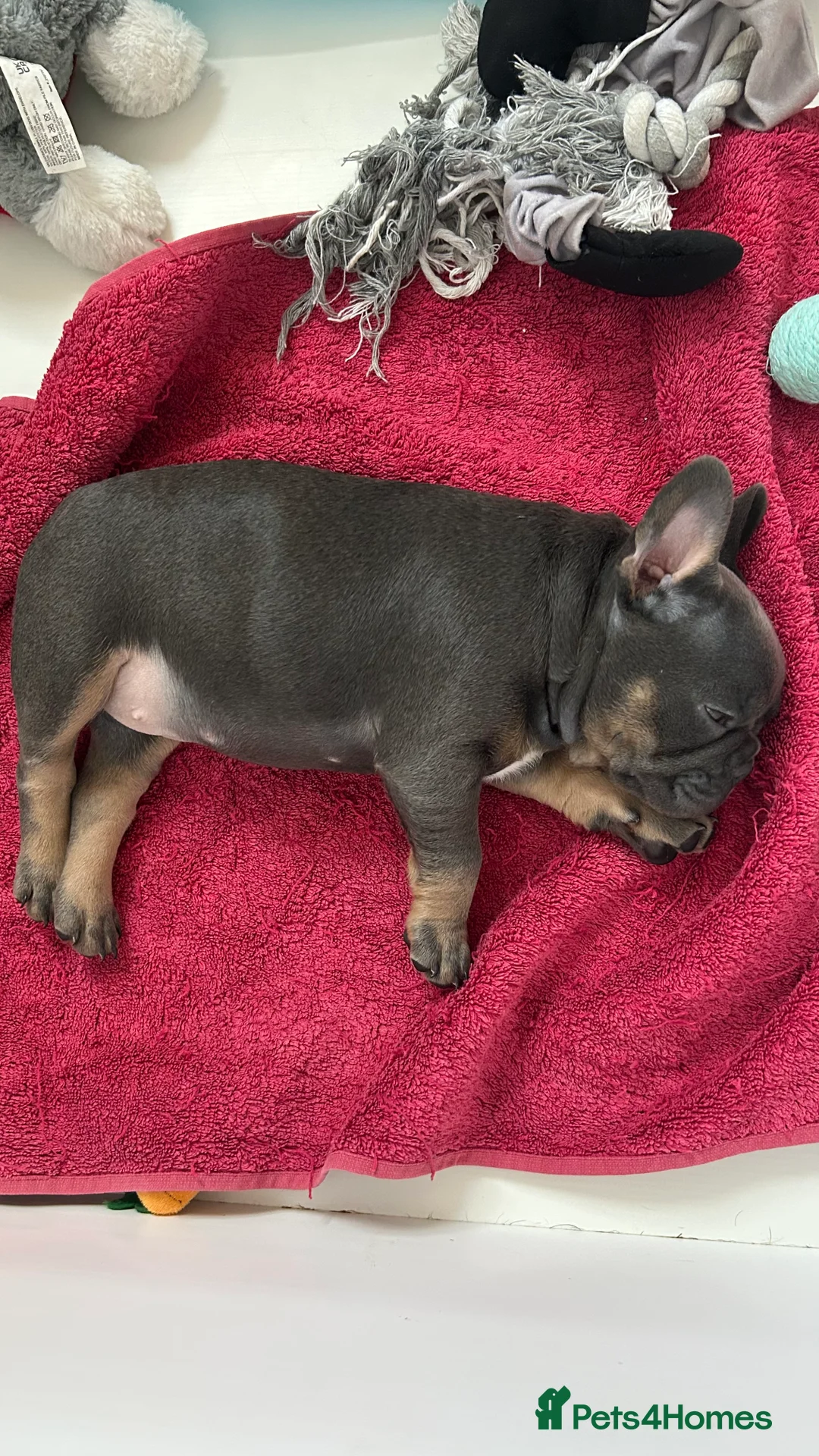 French Bulldog dogs for sale: Playful snuggly Puppies  - Advert 5