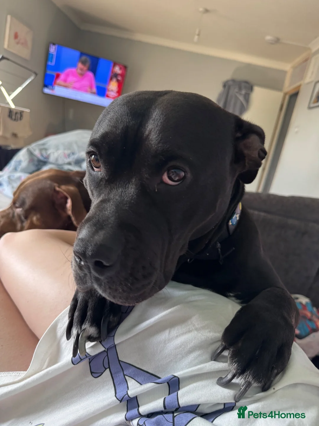 Staffordshire Bull Terrier dogs for sale: Staffordshire bull terrier pups  in Waltham Abbey - Advert 1