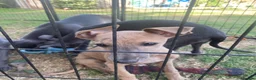 Whippet dogs for sale: Two Beautiful Whippet girls remaining  - Advert 13
