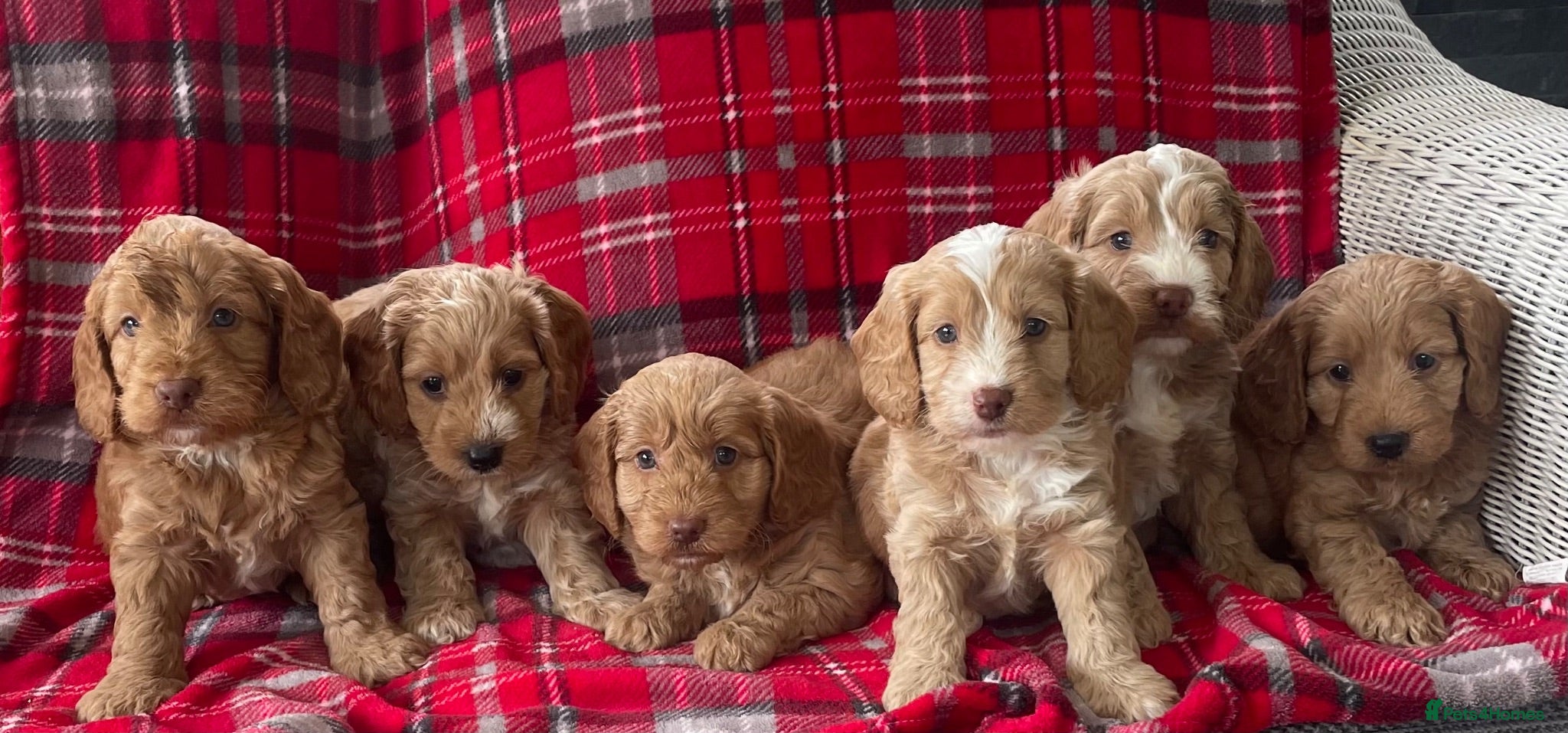 Cockapoo dogs SHOW TYPE MINIATURE F1 COCKAPOO PUPPIES - Advert 1