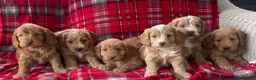 Cockapoo dogs for sale: SHOW TYPE MINIATURE F1 COCKAPOO PUPPIES - Advert 1