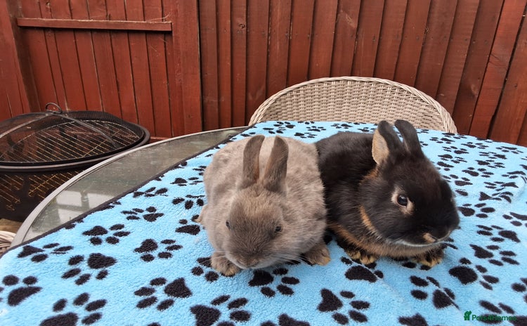 Netherland Dwarf rabbits - Advert 2