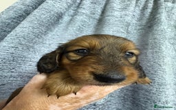 Miniature Dachshund dogs for sale: Amazing Champ Bloodlines Mini Dachshunds ✨ - Image 8