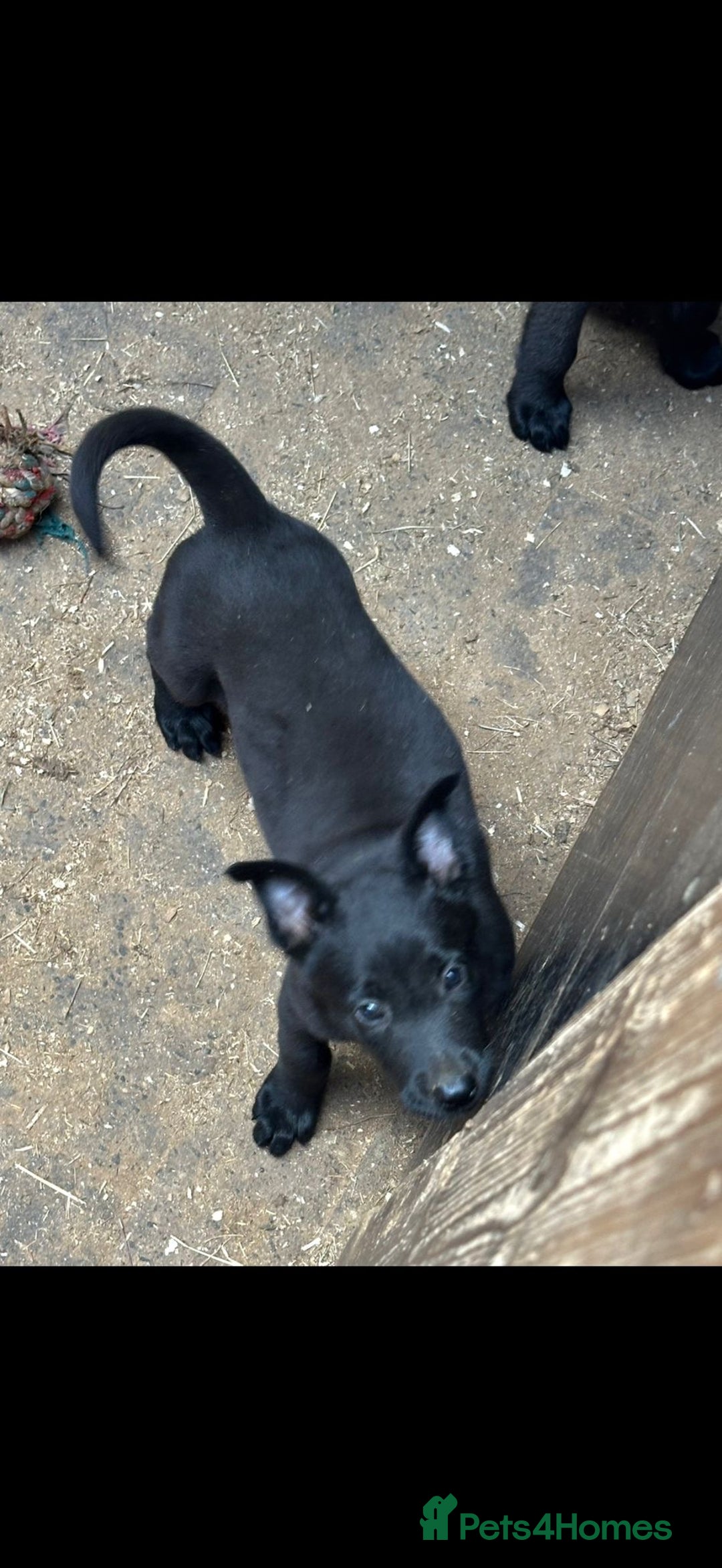Belgian Shepherd Dog dogs for sale: beglan malimoiuse - Image 1