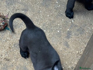 Belgian Shepherd Dog dogs - Advert 3