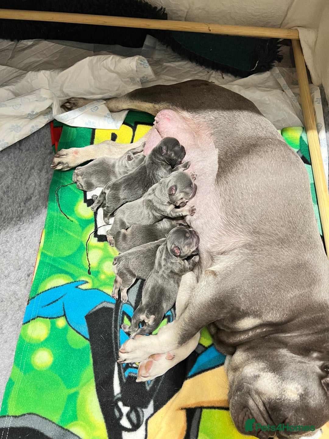 French Bulldog dogs for sale: Kc Registered 5 Generation Pedigree Quality  - Image 31