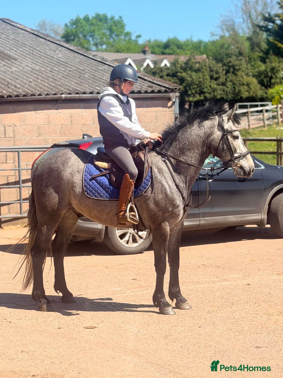 Connemara horses for sale: Class Quality and ready for the ribbons  - Advert 8