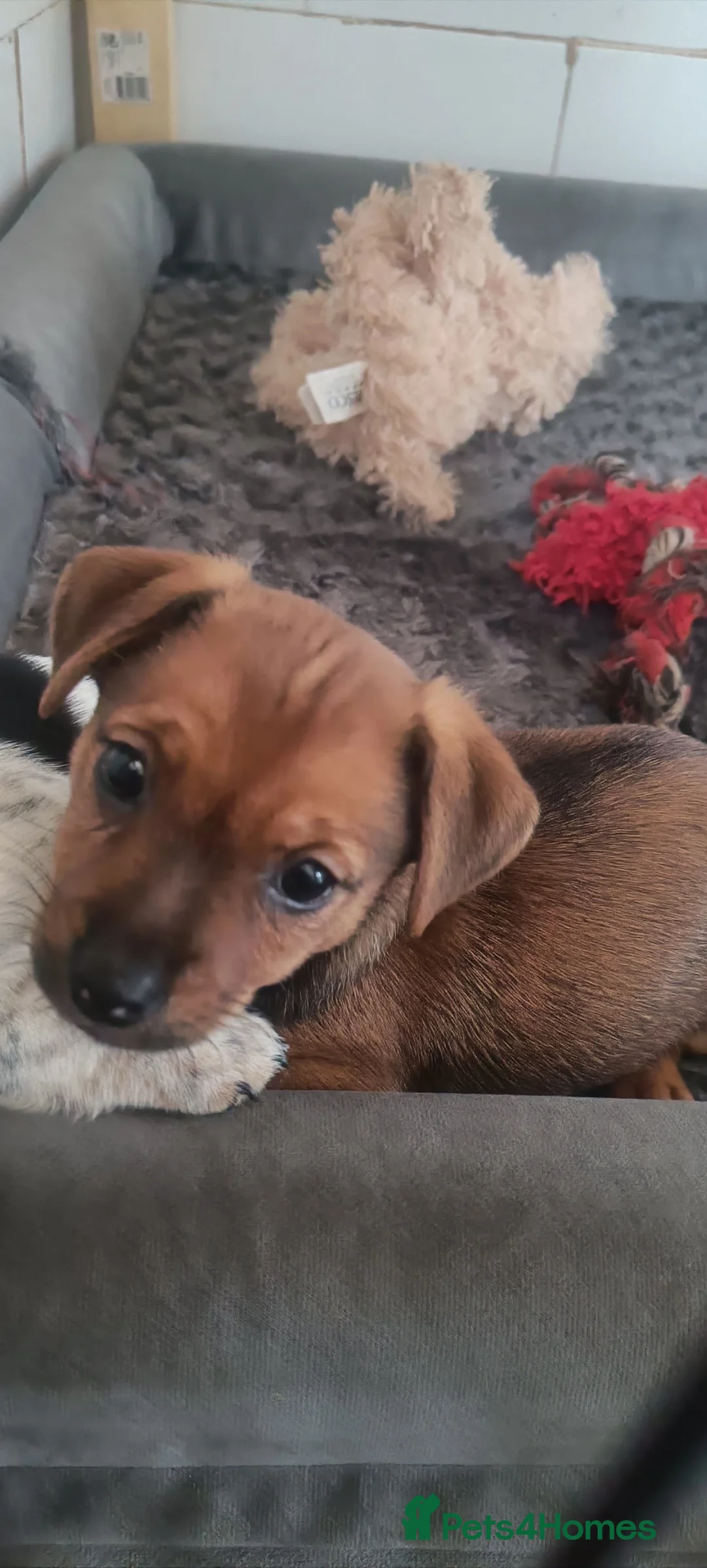 Jack Russell dogs for sale: Miniature jack Russell puppy girl  in Aylesford - Advert 3