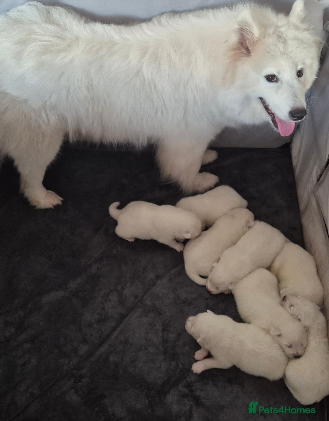 Samoyed dogs for sale: Samoyed Puppies, KC Registered & Health Screened - Advert 3
