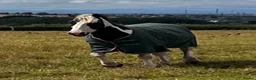 Irish Cob horses for sale: Connie - 12 Year Old Cob Mare for Sale in Prescot - Advert 6